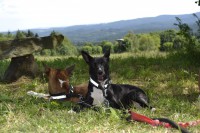 /album/diara-alexandrian-sun-dog/a19780309-1453664491339534-9177694542615108816-o-jpg/