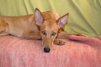 /album/http-www-adopcechrtu-eu/a12733981-1020407601331894-2305111175890606290-n-jpg/