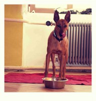 /album/http-www-adopcechrtu-eu/a16174803-1288323047873680-3409355997037126046-n-jpg/