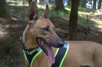 /album/http-www-adopcechrtu-eu/a19956637-1453664818006168-3297623522800108152-o-jpg/