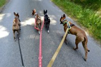 /album/http-www-adopcechrtu-eu/a19748594-1453664768006173-8476728017384679550-n-jpg/