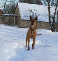 /album/http-www-adopcechrtu-eu/a15977999-1280619318644053-5172939202749229427-n-jpg/