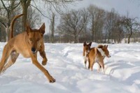 /album/http-www-adopcechrtu-eu/a16114520-1280610491978269-1220152660238422059-n-jpg/