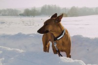 /album/http-www-adopcechrtu-eu/a16299644-1291475847558400-7811871983661524882-o-jpg/