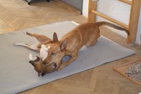 /album/http-www-adopcechrtu-eu/a13391401-1091091967596790-7506219468852979869-o-jpg/