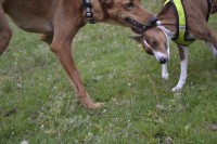 /album/http-www-adopcechrtu-eu/a13412096-1091091420930178-8509470474434466763-o-jpg/