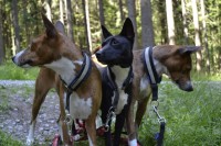 /album/diara-alexandrian-sun-dog/a19780470-1453669861338997-4425741558980786727-o-jpg/