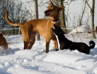 /album/diara-alexandrian-sun-dog/a16002929-1280635991975719-8453320987773832227-n-jpg1/