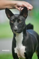 /album/diara-alexandrian-sun-dog/a21034247-1496583863714263-8551843323117744269-n-jpg/