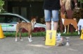 /album/fotogalerie-klubova-vystava-basenji-13-cervna-2010/bango4-jpg/